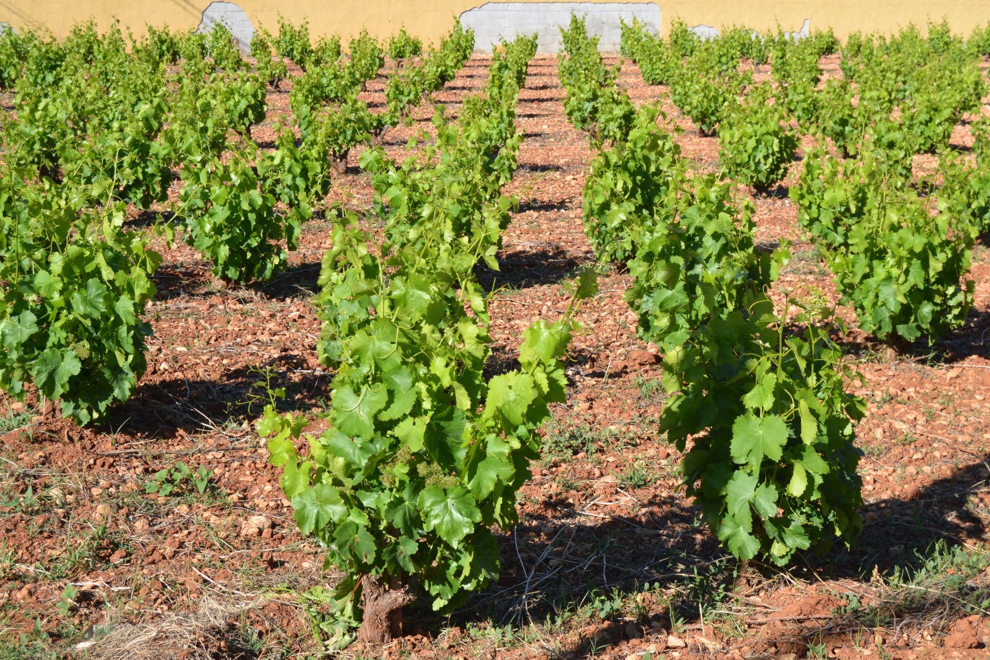 Bodegas Xaló